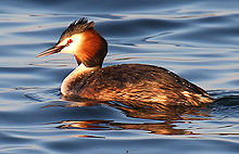 220px-Great-Crested-Grebe_cropped