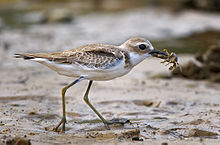 220px-Greater_Sand_Plover ทราย