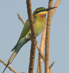 240px-Blue_tailed_bee_eater1 เขียว