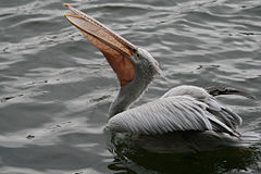 240px-Pelecanus_philippensis_(Spot-billed_Pelican)