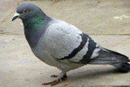 feral-pigeon