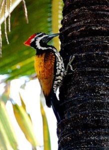 Goldenbacked_woodpecker ทอง