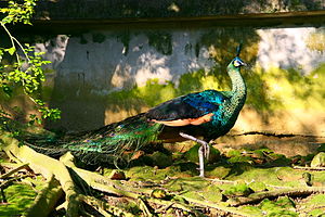 Peafowl_at_the_Taipei_Zoo ยูงไทย